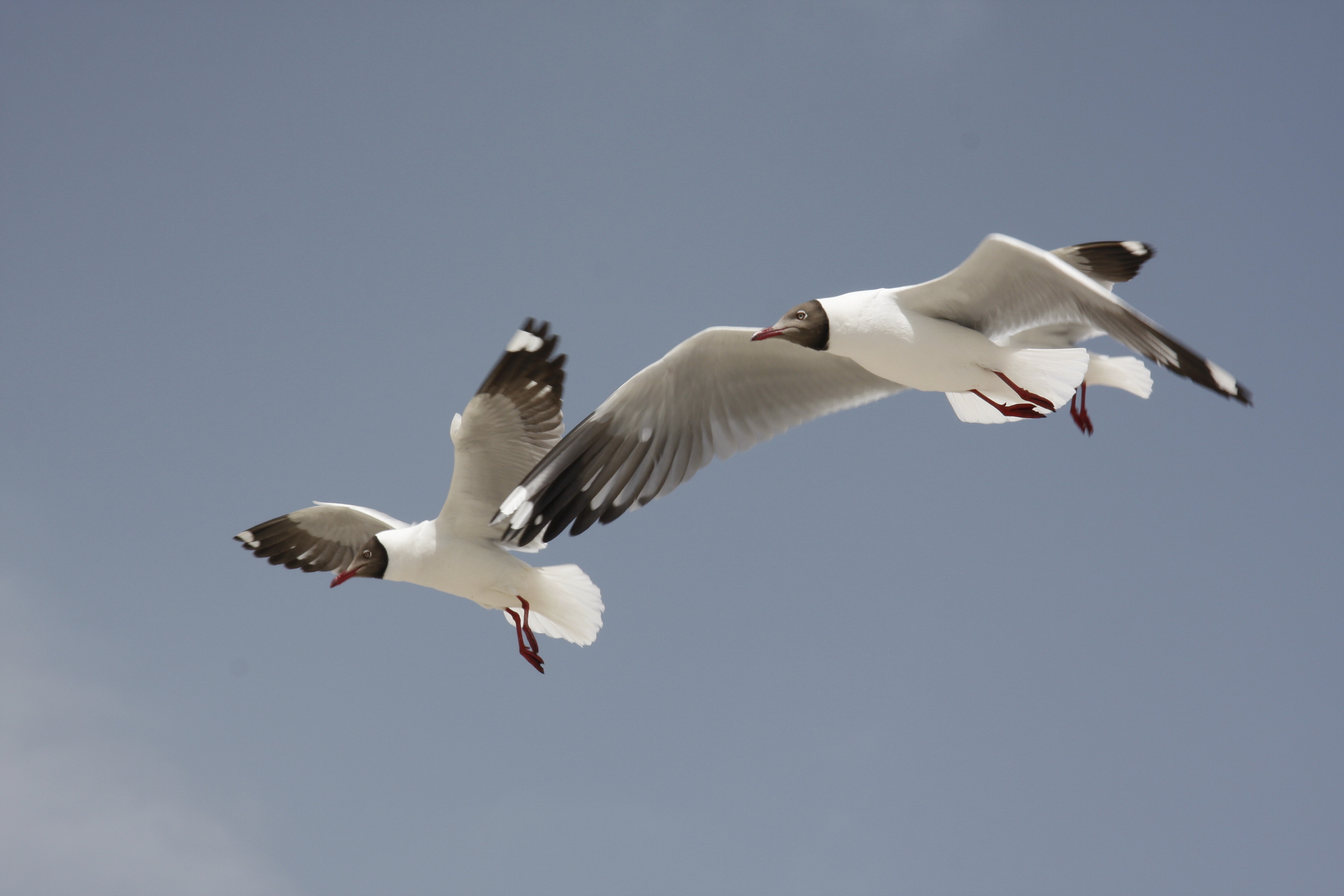 fly wing to wing