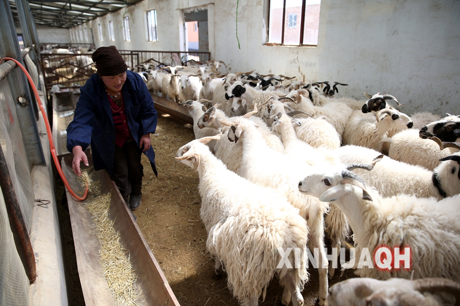 In the Three-River Fountainhead, ecological migration makes herdsmen to be breeders.