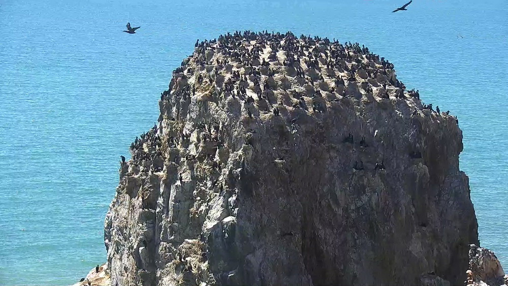 the Bird Island of Qinghai Lake