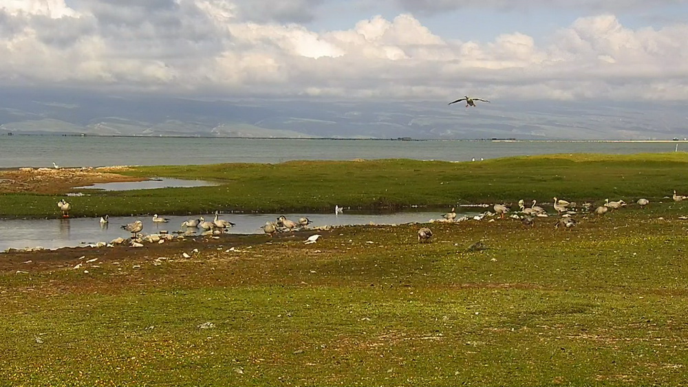 the Bird Island of Qinghai Lake