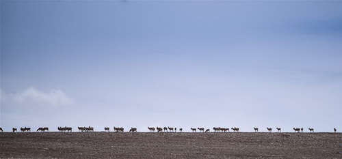 Tibetan Antelope