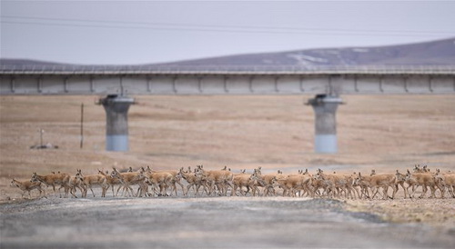 Tibetan Antelope