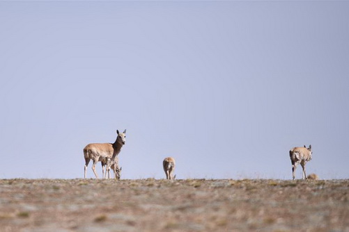 Tibetan Antelope