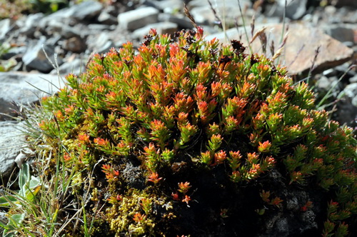 Rhodiola quadrifida