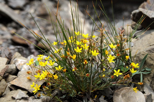 Saxifraga unguiculata